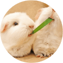 Chụp ảnh thú cưng