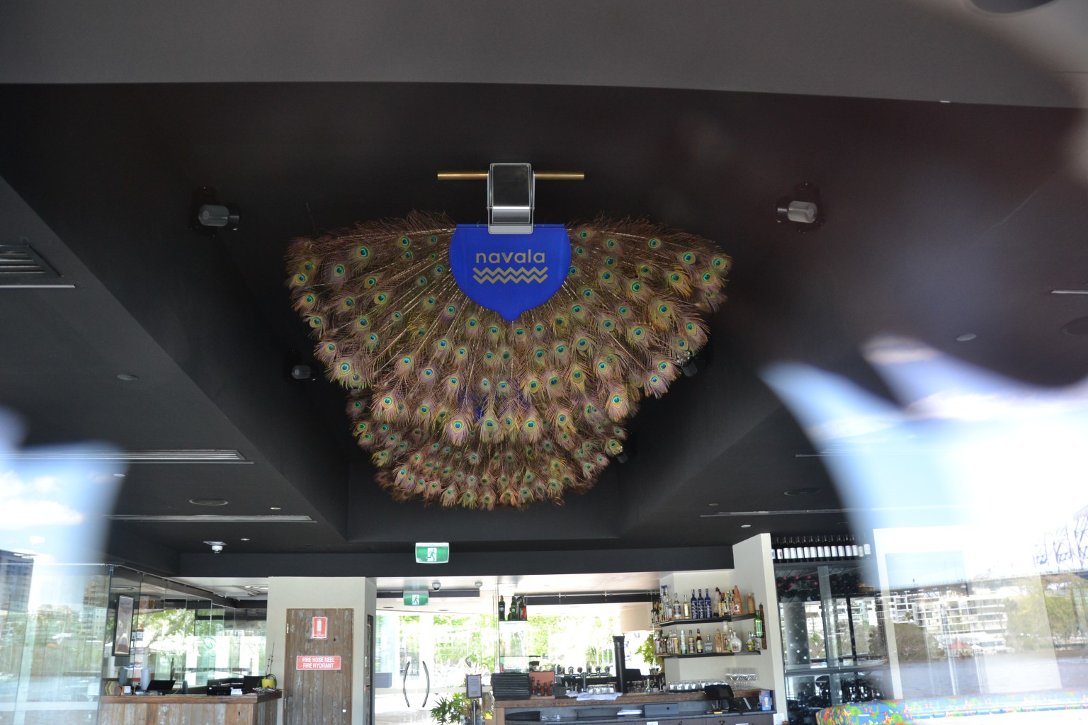 Royal PEACOCK