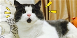 Cư dân mạng thích thú với chú mèo có khuôn mặt  Cư dân mạng thích thú với chú mèo có khuôn mặt