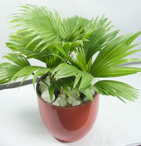 Những loại cây cảnh nên trồng tại văn phòng Những loại cây cảnh nên trồng tại văn phòng