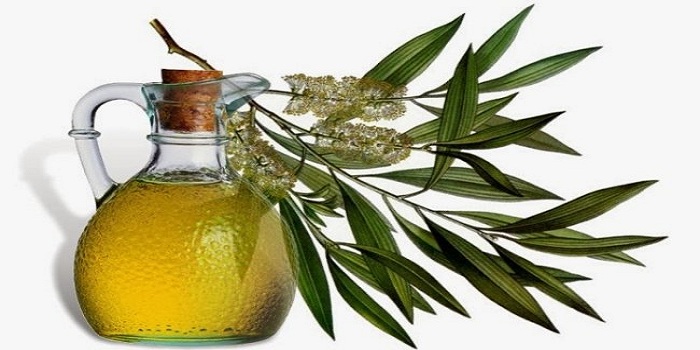 Công dụng không ngờ của tinh dầu tràm trong cuộc sống