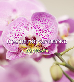 HOA SING NHẬT