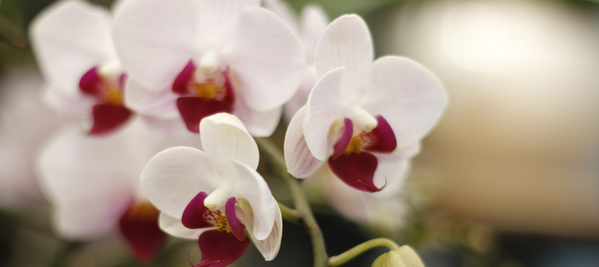 CALLA'S FLOWERS