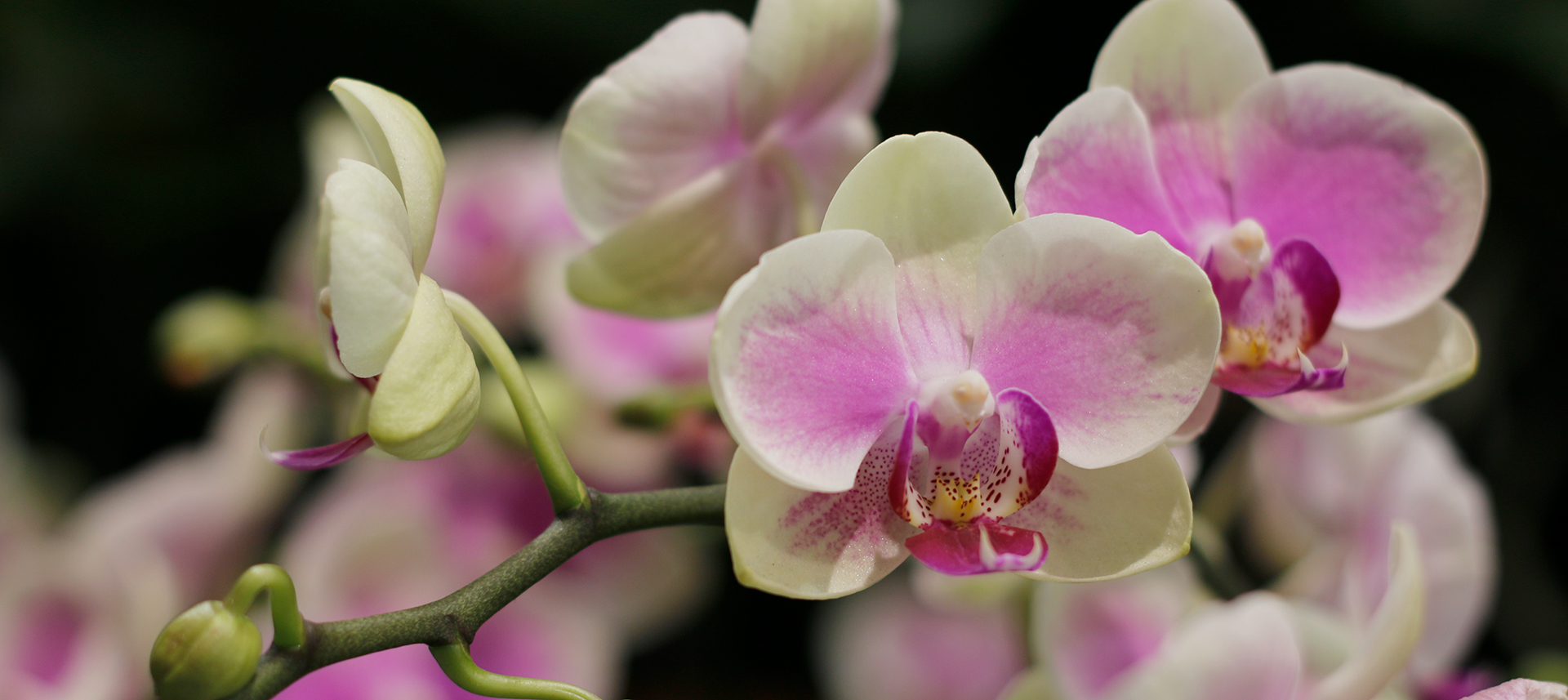 CALLA'S FLOWERS