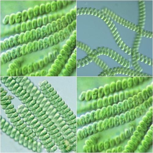 Tảo Xoắn Spirulina