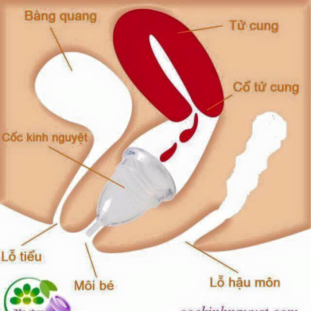 Công dụng Yuuki Cup