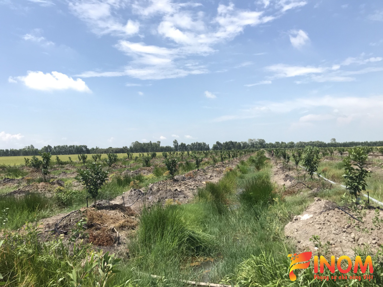 Irrigation system for citrus