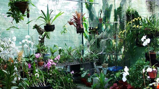 Quy trình kỹ thuật bón phân cho lan