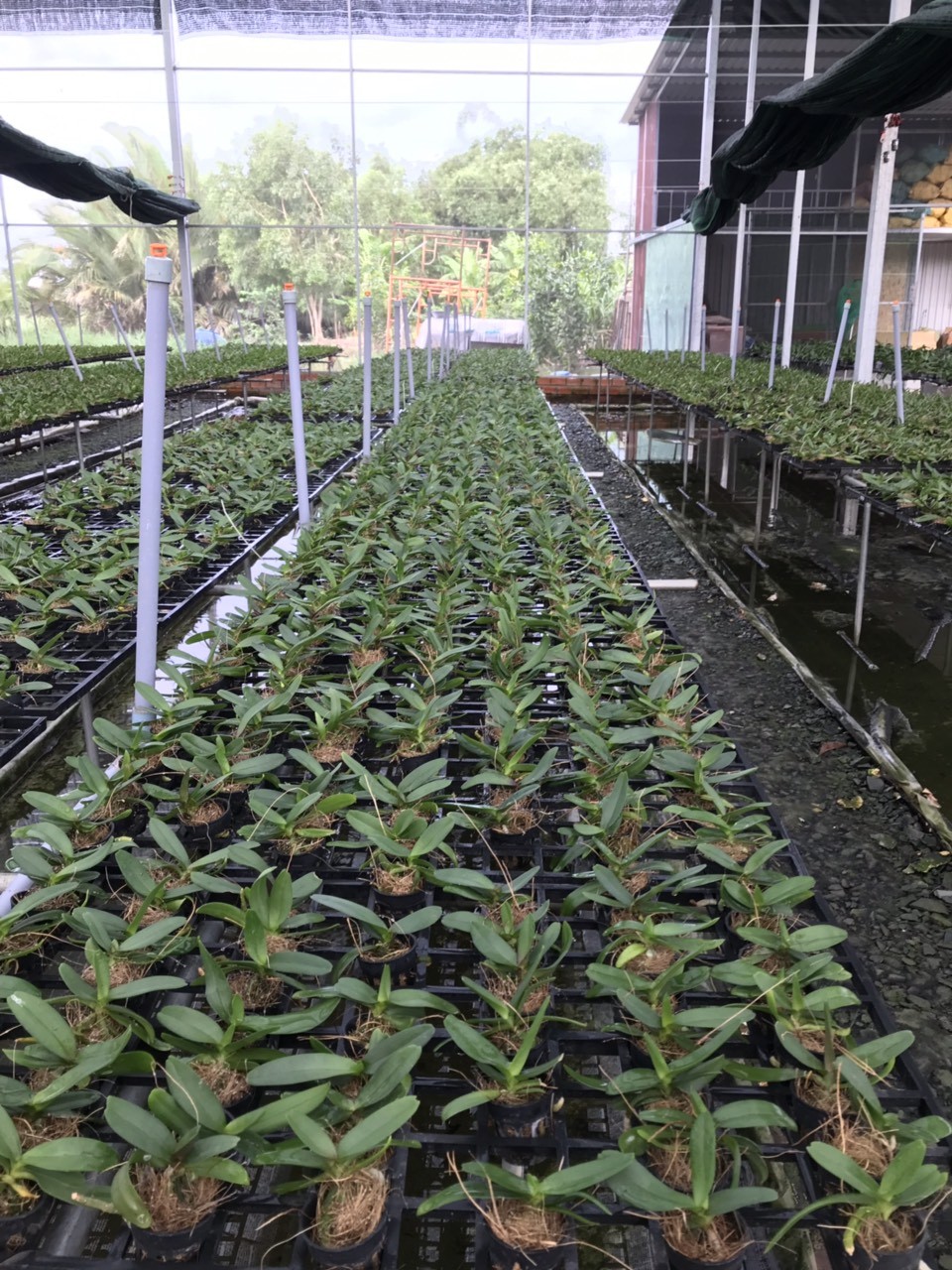 Kỹ thuật trồng và chăm sóc hoa phong lan