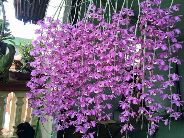 Tưới nước đúng cách cho lan vào mùa hè