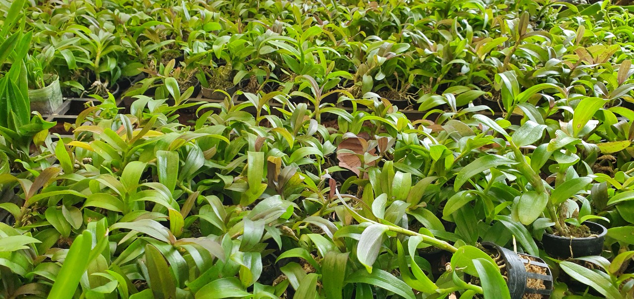 Tổng quan về nước tưới cho lan