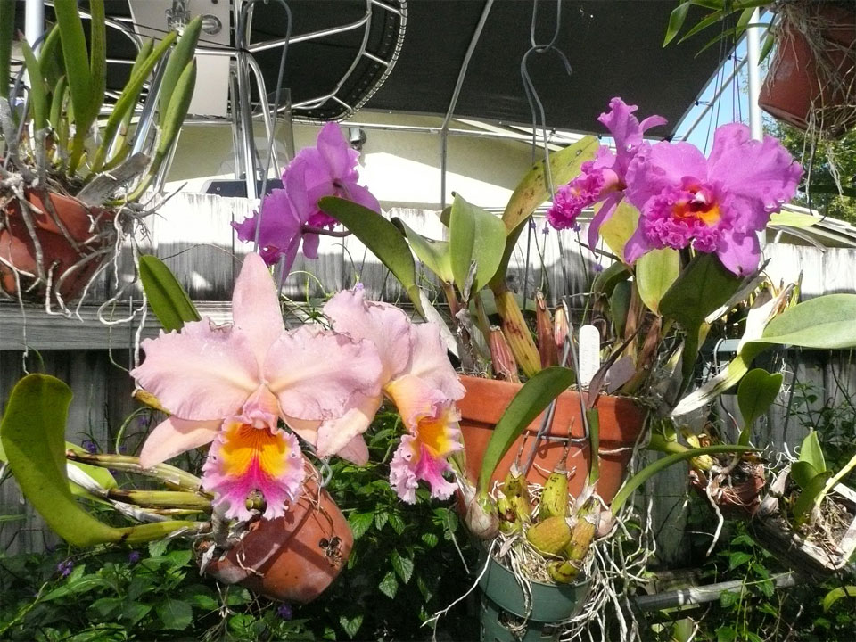 Ánh sáng cho lan Cattleya