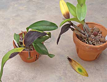 Phòng trừ nấm gây hại hoa lan cattleya