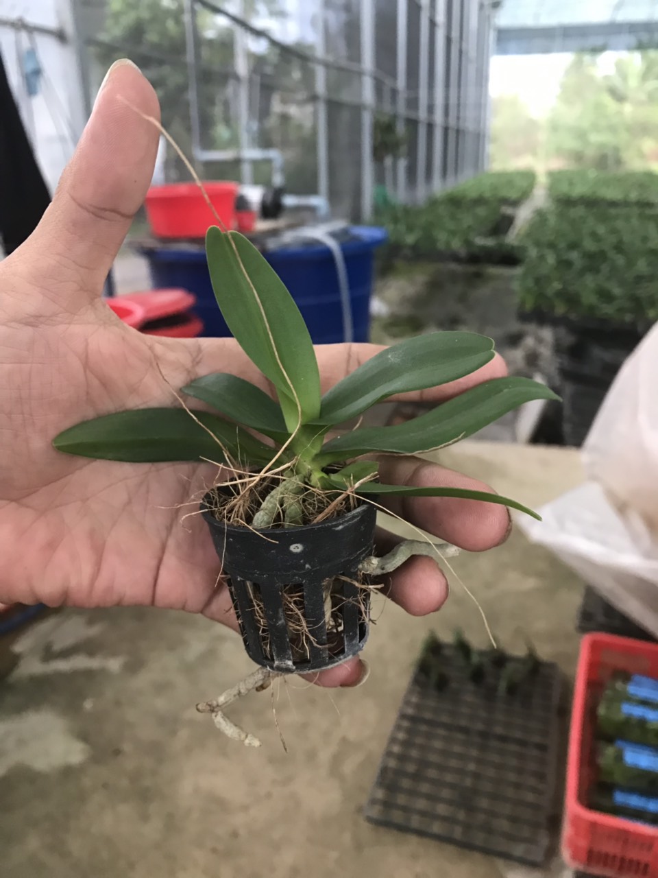 việc cần làm trước khi trồng cây lan con vào chậu