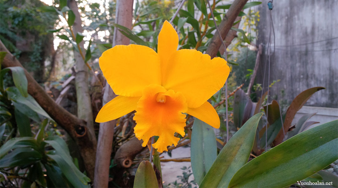 Xử lý kích thích thế nào để Cattleya ra hoa