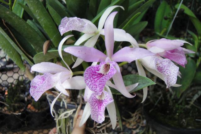 Tên của một số cây Cattleya