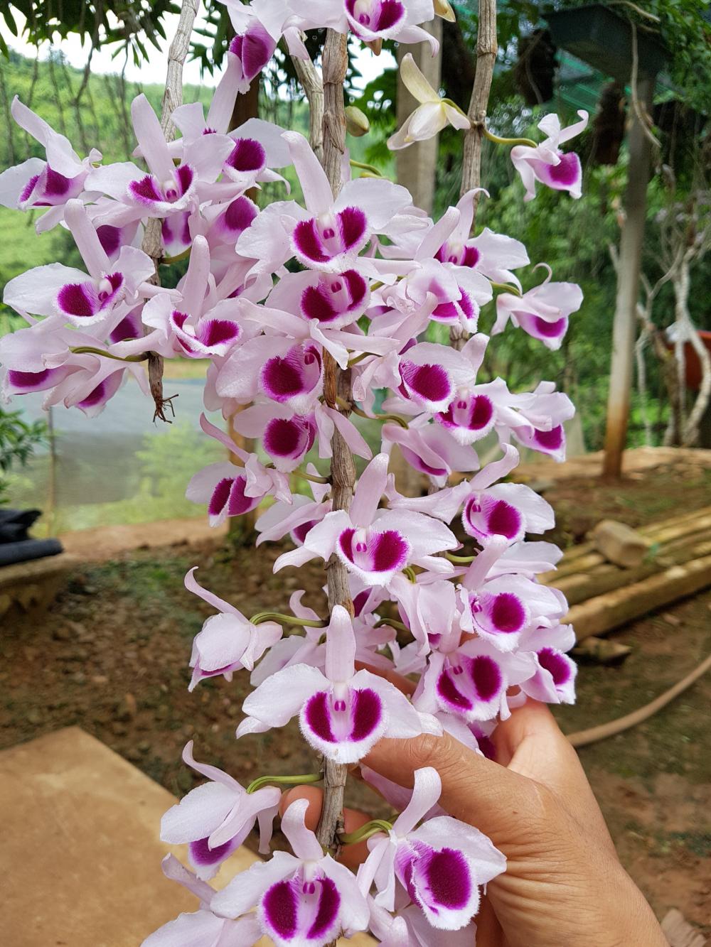 Hướng dẫn trồng và chăm sóc hoa lan đơn giản