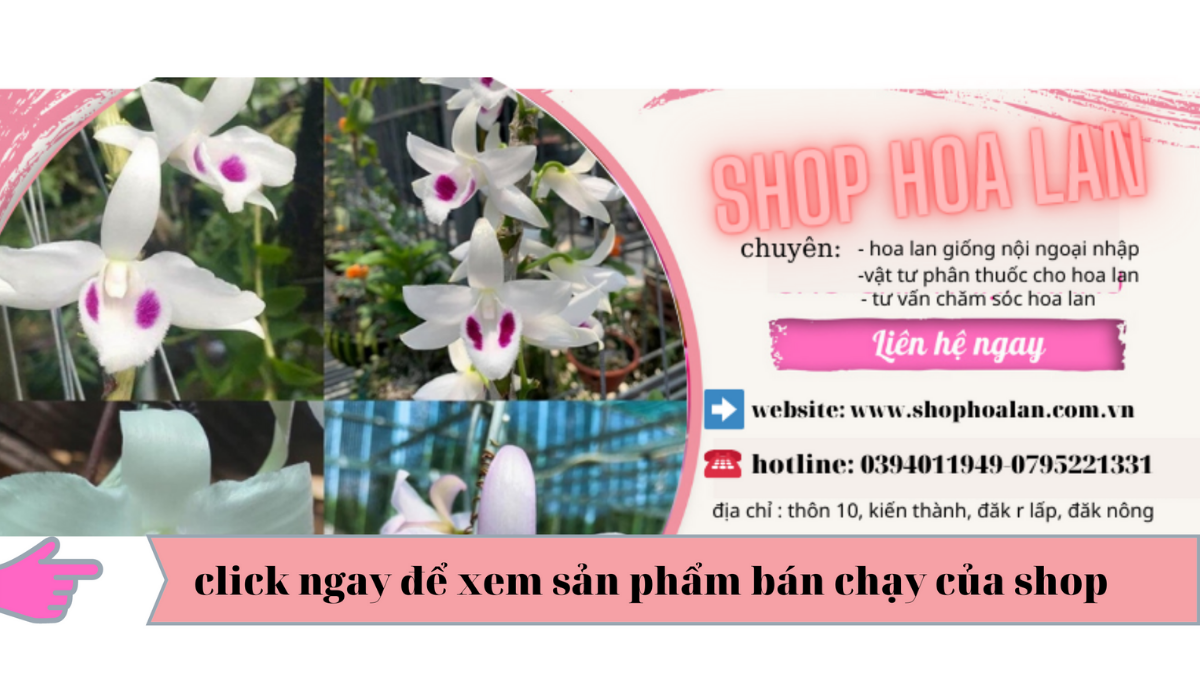 slider Shop Hoa Lan