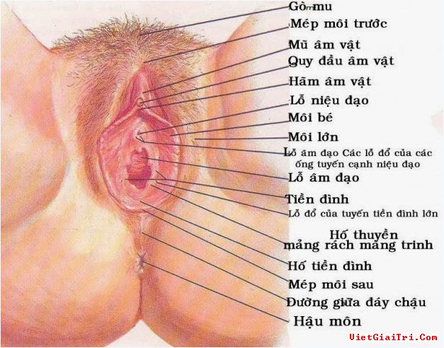 cách bú hột le của phụ nữ