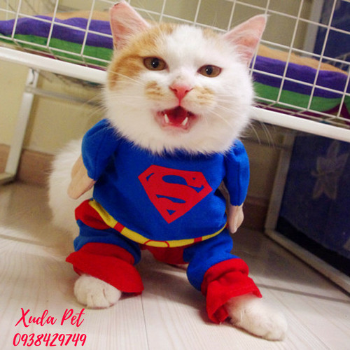 Quần áo siêu nhân chó mèo sẽ giúp thú cưng của bạn trông rất dễ thương và hấp dẫn. Hãy cùng xem những chiếc áo thun, áo khoác siêu nhân tuyệt đẹp dành cho chó mèo của bạn. Click ngay để xem!