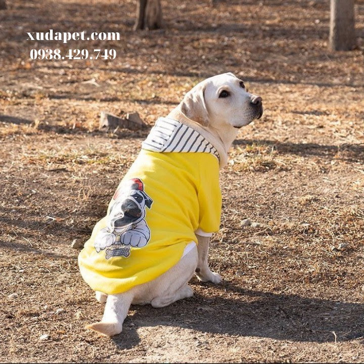 Áo Hoodie Vàng Hình Chó Pug Nón Sọc