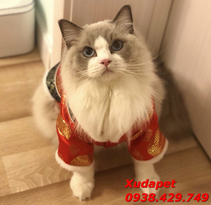 Áo Tết Cho Chó Mèo Kiểu Gấm Sườn Xám Xanh Đỏ 