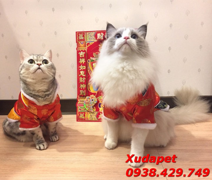 Áo Tết Cho Chó Mèo Kiểu Gấm Sườn Xám Xanh Đỏ 