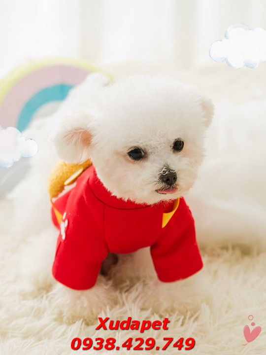 Áo Tết Cho Cho Chó Mèo Kèm Túi Gấu Vàng