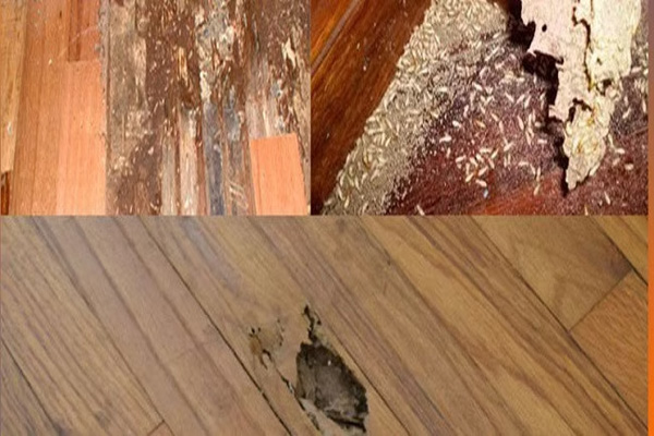 Sàn Gỗ Công Nghiệp Có An Toàn Trước Mối Mọt? Tìm Hiểu Ngay!