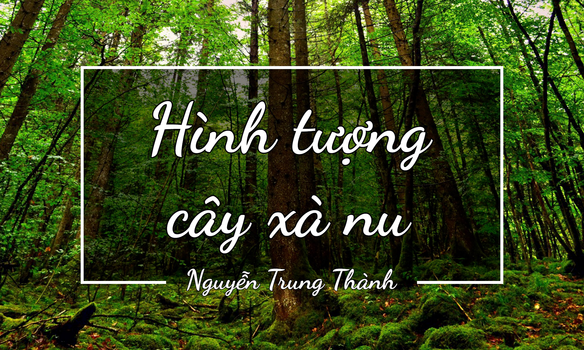 Hình tượng cây xà nu - Nguyễn Trung Thành.