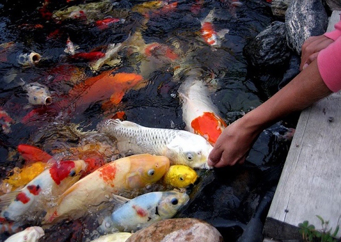 Cá chép Nhật Koi nuôi có khó không và bí quyết nuôi cá khỏe mạnh | Kano Koi Farm