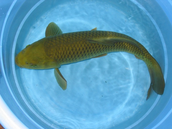 Cá koi màu xanh là giống koi nào, có điểm gì đặc biệt?