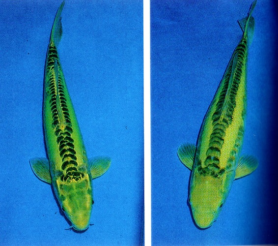 Cá koi màu xanh là giống koi nào, có điểm gì đặc biệt?