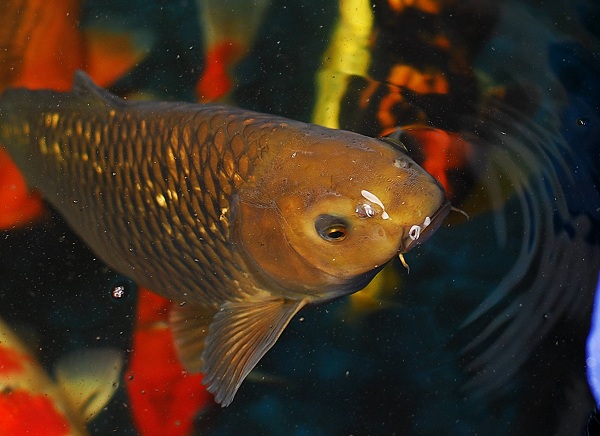 Cá koi màu xanh là giống koi nào, có điểm gì đặc biệt?