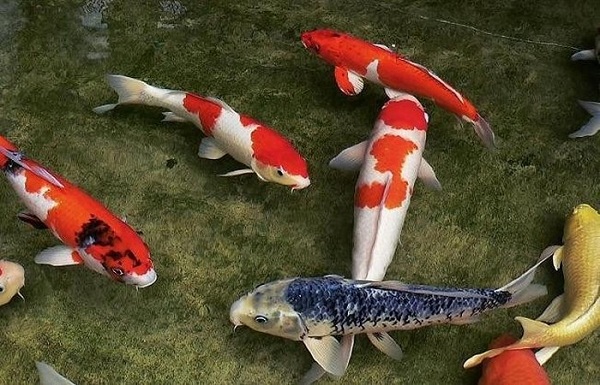 Cá koi màu xanh là giống koi nào, có điểm gì đặc biệt?