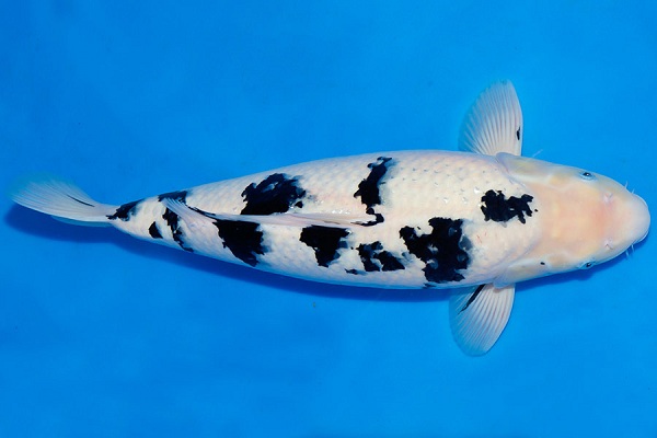 Cá Koi Bekko | Kano Koi Farm
