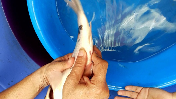 Cá koi sinh sản như thế nào và kỹ thuật nuôi cá koi sinh sản - 1