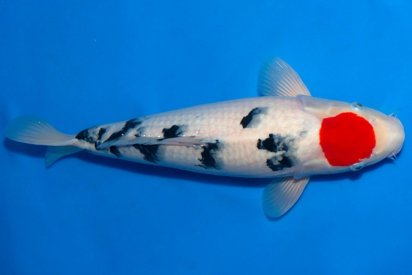 Hoàng Khôi Koi Fish - Uy Tín Là Thương Hiệu