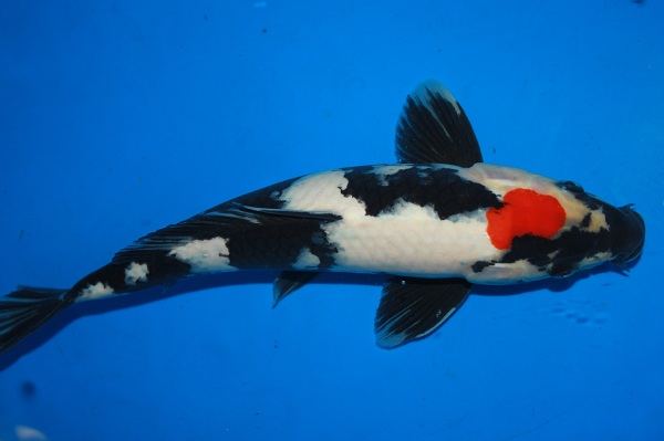 Hoàng Khôi Koi Fish - Uy Tín Là Thương Hiệu