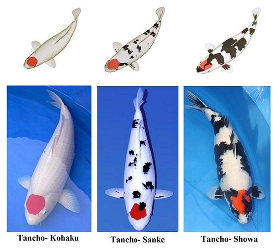 Cá Koi Tancho | Kano Koi Farm