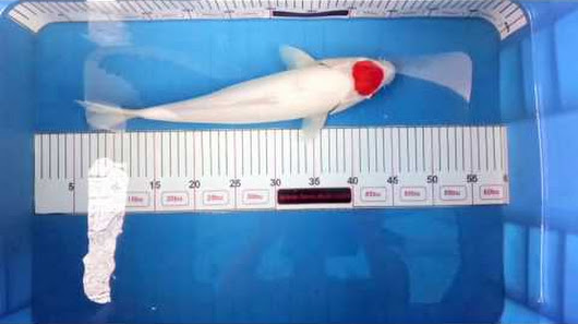 Hoàng Khôi Koi Fish - Uy Tín Là Thương Hiệu