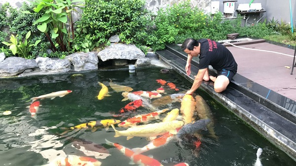 Cách nuôi cá koi Nhật của những người chơi cá lâu năm