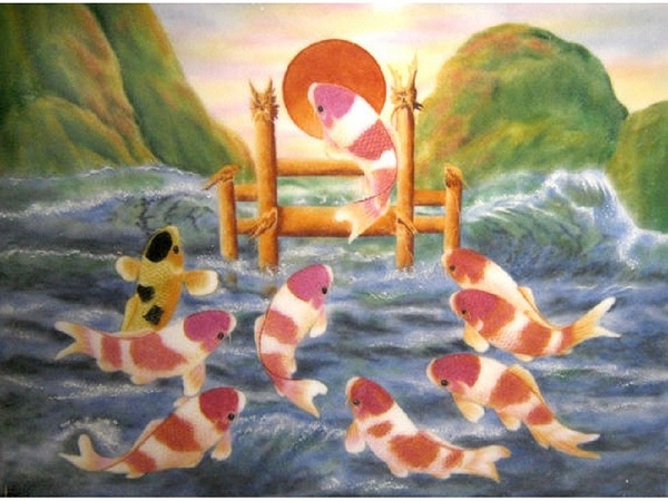 Cách nuôi cá koi Nhật của những người chơi cá lâu năm