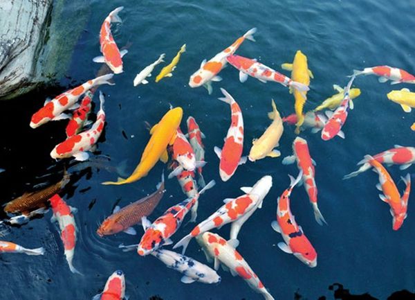 NUÔI DƯỠNG VÀ CHĂM SÓC CÁ KOI CẦN LƯU Ý NHỮNG ĐIỀU GÌ?