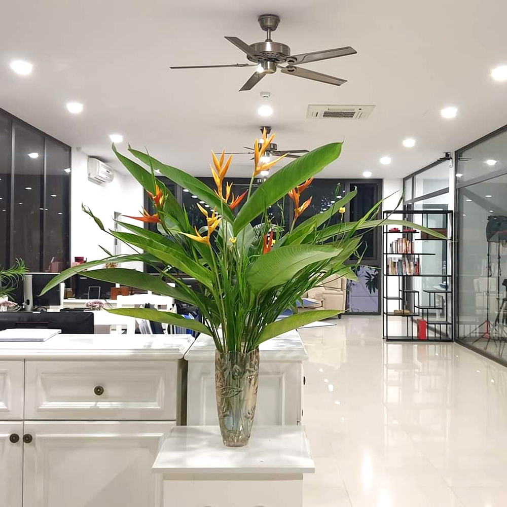 NHỮNG ƯỚC MƠ XANH !