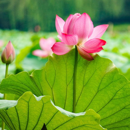 MÙA VU LAN HIẾU HẠNH