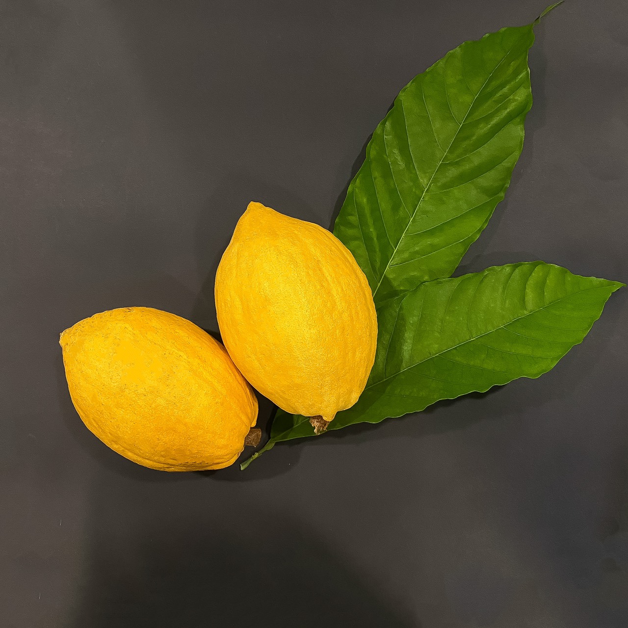 ĐIỀU DIỆU KỲ TRONG KHU VƯỜN BELCHOLAT MÙA GIÁNG SINH