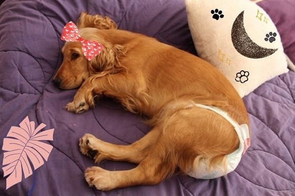 Tại sao Chó Bỏ Ăn? Hãy Kiểm Tra Cách Bạn Cho Chó Ăn! Tại sao Chó Bỏ Ăn? Hãy Kiểm Tra Cách Bạn Cho Chó Ăn!