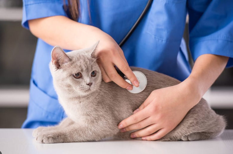 Làm sao để chăm sóc mèo bầu? Làm sao để chăm sóc mèo bầu?