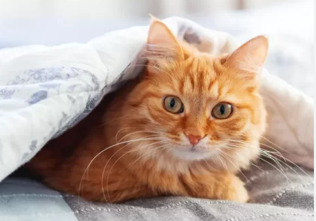 Mèo thể hiện tình yêu với bạn như thế nào ?